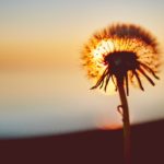 negative-space-sunset-flower-shadow-dandelion